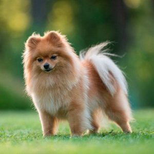 Cute,Fluffy,Pomeranian,Dog,Posing,In,Spring,Park