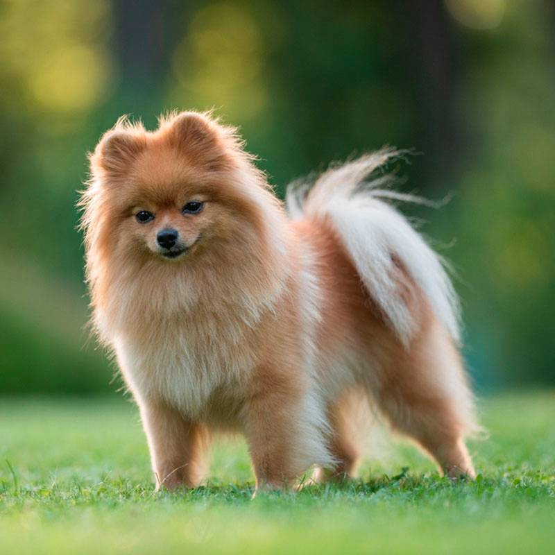 Cute,Fluffy,Pomeranian,Dog,Posing,In,Spring,Park